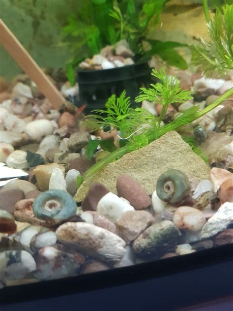 Ramshorn Snails X Aquarium Clean Up Crew Tank Mixed Blue Colour Ebay