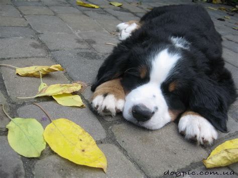 Собаки, прикольные фото собак и щенков. Красивые собаки | Позитивный ...