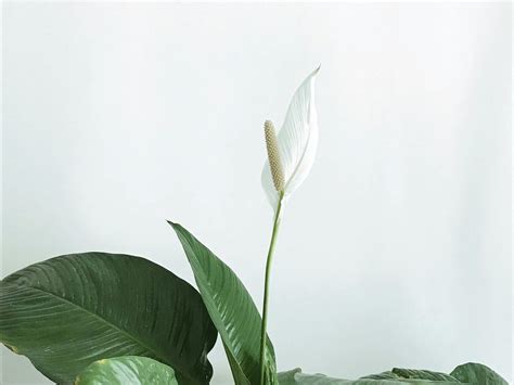 Куди в будинку поставити спатифілум для залучення грошей, а куди — для ...