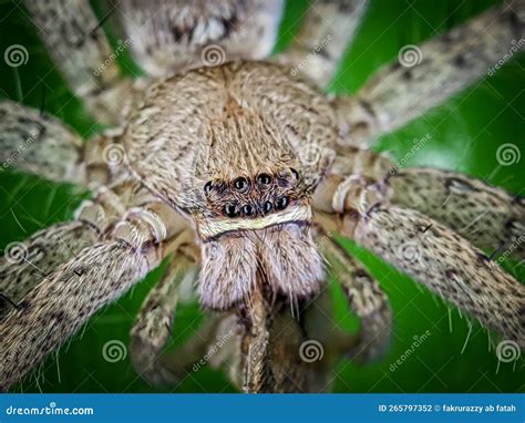 close   wolf spider stock photo image  close