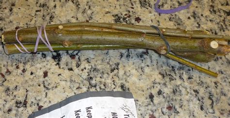 Cheryl S Cents Worth Growing Pussy Willows And Curly Willows