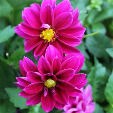 Георгина изменчивая Фигаро Виолет Шейдес (Figaro Violet Shades ...