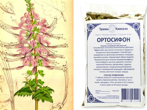 Ортосифон тичинковий: показання до застосування, властивості ...