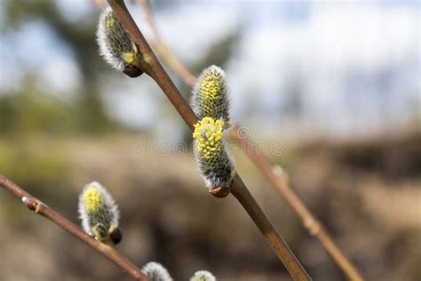 Pussy Willow Stock Photo Image Of Burgeon Garden Plant