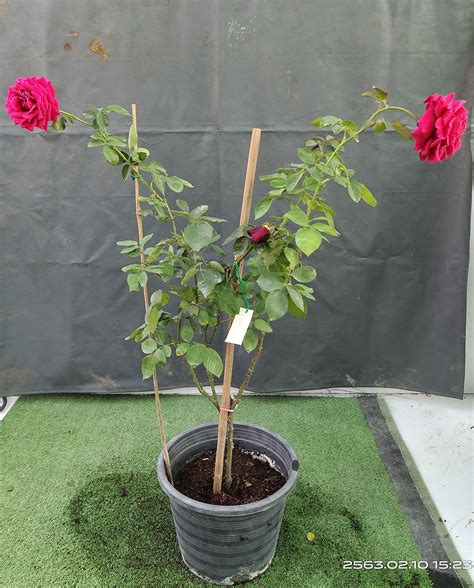 norita rose ไม้พุ่ม... - บ้านสวนกุหลาบ by นุช