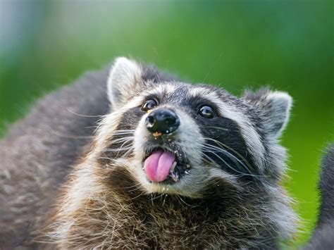 Raccoon wallpaper | 2048x1536 | #58942