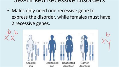 Sex Linked Traits And Punnett Squares Youtube