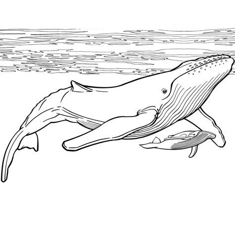 Desenhos Para Colorir De Desenho Da Baleia Azul Para Colorir Pt Porn