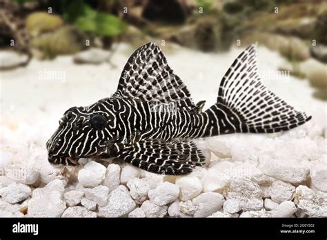Pleco Catfish L-260 Queen Arabesque Hypostomus sp Plecostomus aquarium fish Stock Photo - Alamy