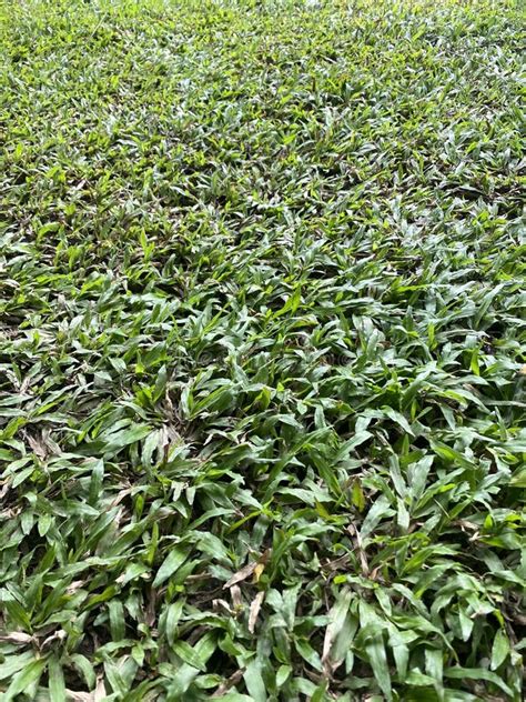 grass  yard stock image image  thick forming ground