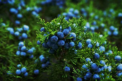 Identifying Juniper Trees and Shrubs