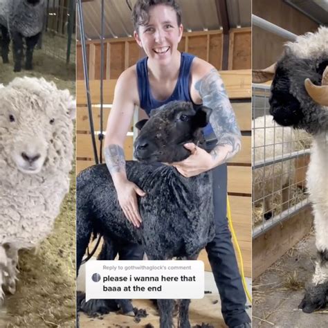 Sheep Shearing Before And After
