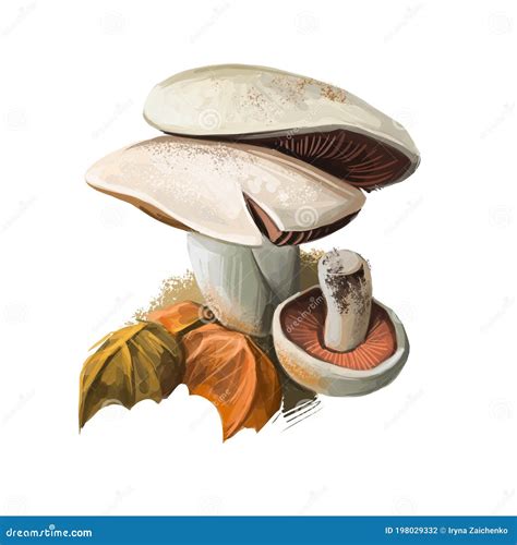 Agaricus Campestris Widely Eaten Gilled Button Mushroom Agaricus