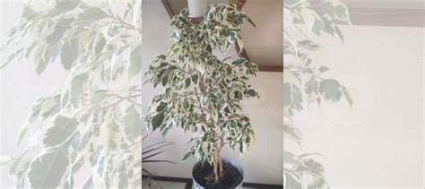 Фикус бенджамина твилайт купить в Санкт-Петербурге | Товары для дома и ...