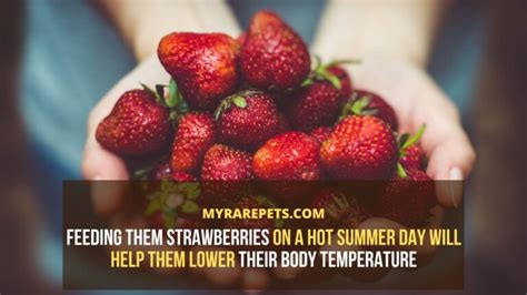 When Should You Not Eat Strawberries