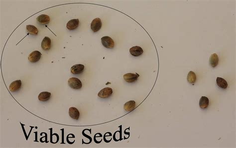 Part 1 Cannabis Seed Germination Kruzon