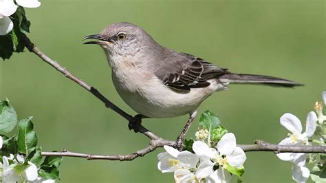 Mississippi Flower And Bird