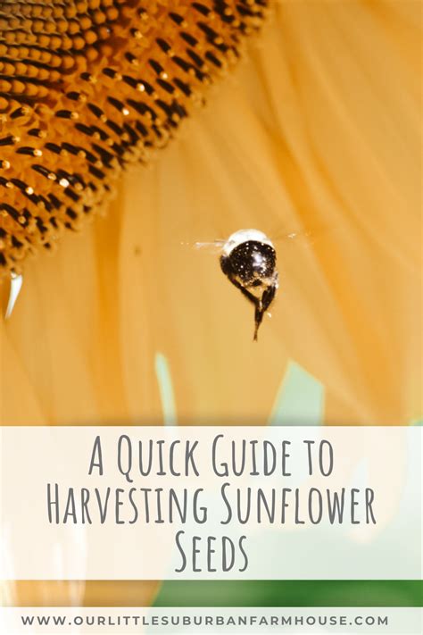 A Quick Guide to Harvesting Sunflower Seeds - Our Little Suburban Farmhouse