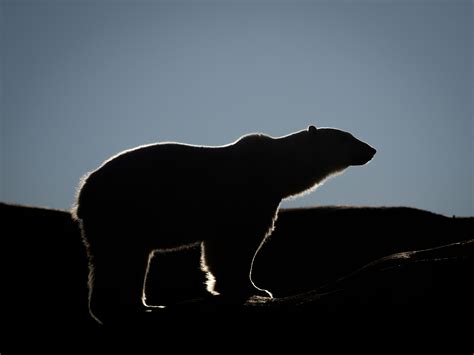 Polar Bear Tours | Discover Churchill Tours