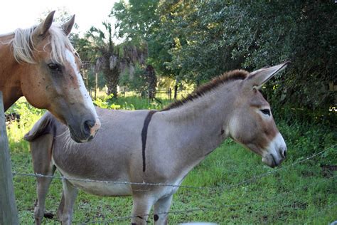 madsnapper  beau donkey defenders  post