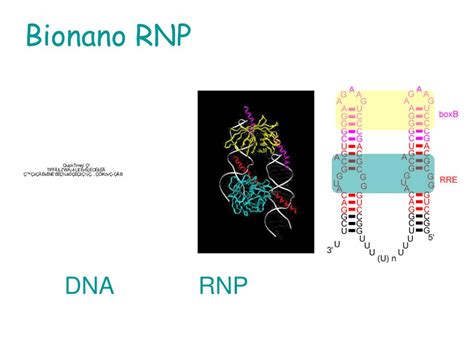 rnarnp synthetic biology powerpoint