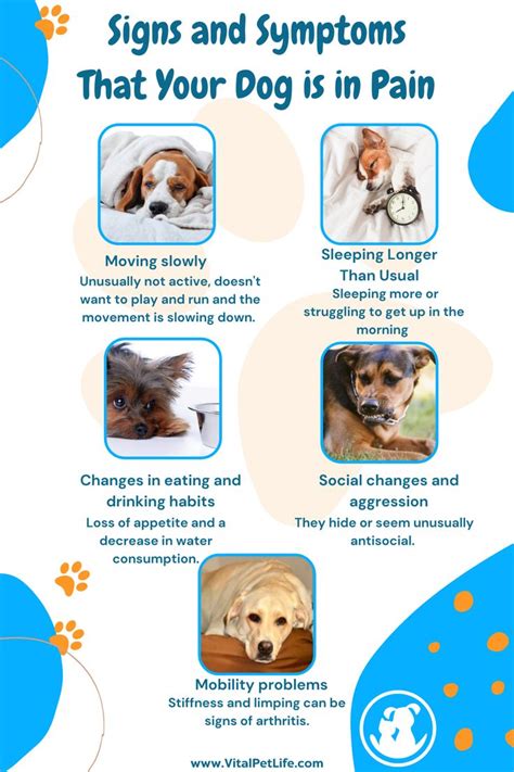 Is Your Dog Crying in Pain? Causes, Symptoms, and What to Do - Hunter Games Magazine