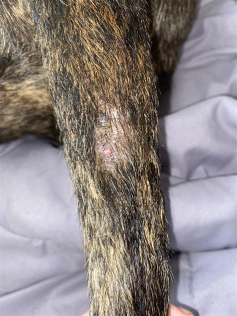 Weird lump on tail. More info in comments : r/DogAdvice