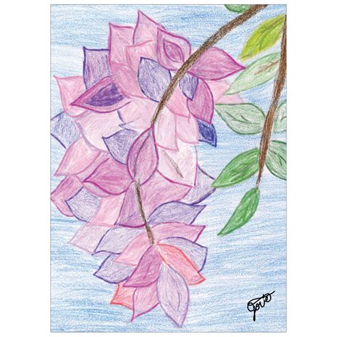 MD Anderson - Wisteria Blooms (POD)
