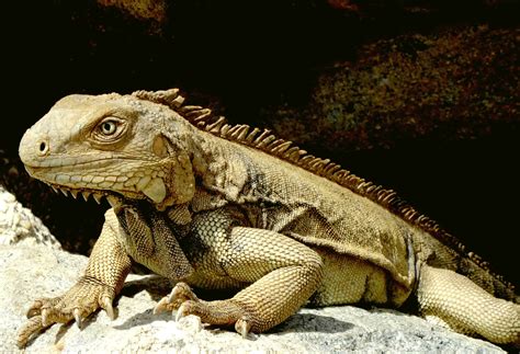 Répteis Vertebrados - Exemplos De Repteis Vertebrados