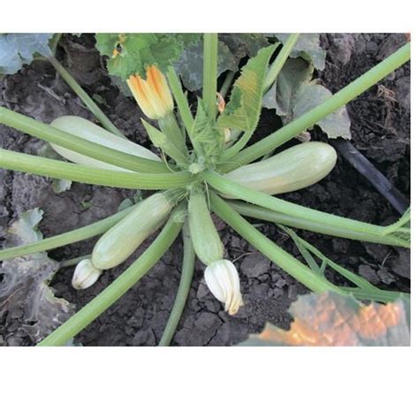 Купить семена Кабачка Кавили F1 Цена, фото, описание, отзывы ...