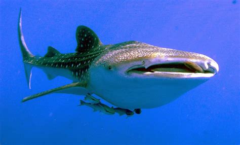 Top 8 Friendliest Sea Creatures - Ocean Info