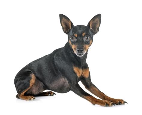 El Pinscher Miniatura Una Raza De Perro Muy Valiente Y Activa Foto 5