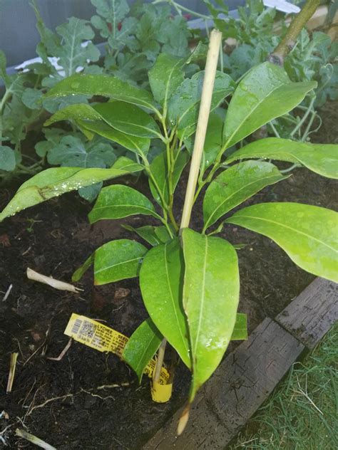 how to grow litchi from seed 9