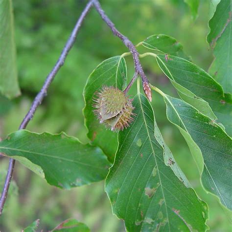 fagus grandifolia american beech  botany
