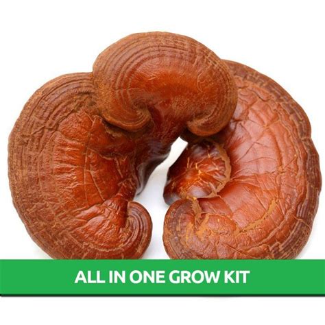 Reishi Ganoderma Lucidum All In One Mushroom Grow Bag Mushroom Farm Near Me