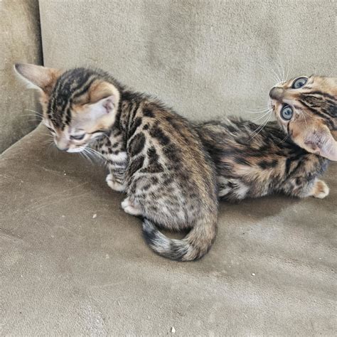 bengal kitten's availabe in auckland new zealand. — Pride of Eire Bengals