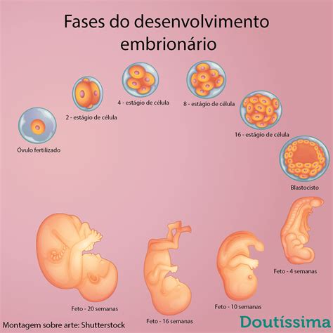 Etapa Fetal