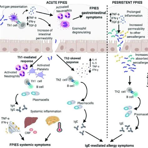 A Schematic Representation Of The Possible Immunological Pathways