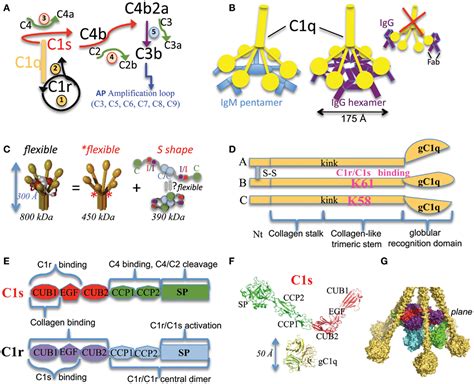 Complement C1r