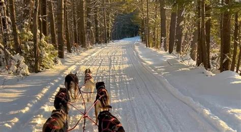 Where To Go Dog Sledding In Maine