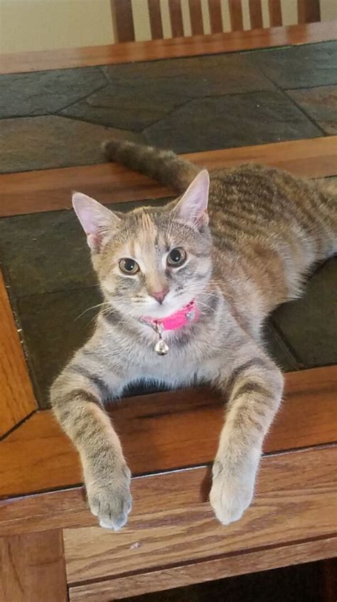 Lost Cat Overland Park Kansas Frankie