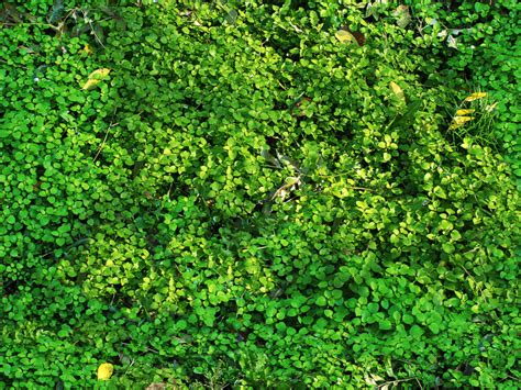 Plant Texture Seamless Nature Grass And Foliage Textures For Photoshop