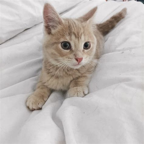 Blonde Tabby Kitten
