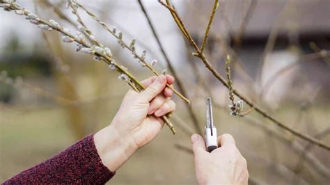 How To Plant Grow And Care For Pussy Willow Salix Spp