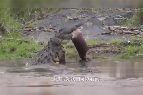 鳄鱼咬住小河马一阵狂甩，过程太残暴，可怜的小河马无力招架过程鳄鱼