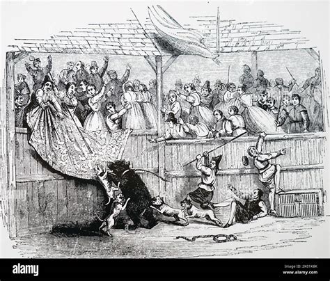 Bear Baiting With Dogs Stock Photo Alamy