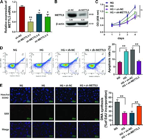 Mettl Regulated The Hg Induced Hlecs Proliferation And Apoptosis A