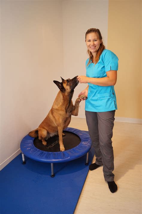 Physiotherapie F R Hunde Physiotherapie F R Hunde In Brandenburg Mit