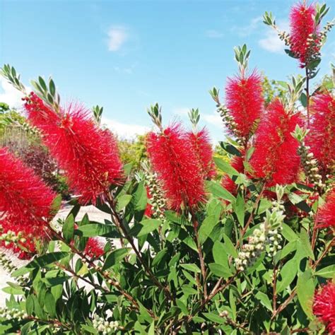 Callistemon(Калистемон) | Растения за градината