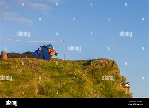 pictures  atlantic puffins latrabjarg cliffs iceland stock